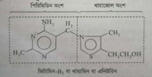 ভিটামিন বি১ কমপ্লেক্স বা থায়ামিন বা এনিউরি । Vitamin-B1 complex or Thiamine or Aneurin