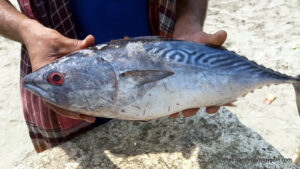 প্রোটিন জাতীয় খাবার । আমিষ খাবার 16 টুনা মাছ, Tuna Fish