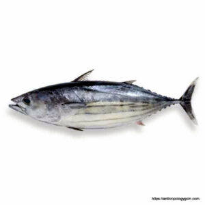 প্রোটিন জাতীয় খাবার । আমিষ খাবার 18 টুনা মাছ, Tuna Fish
