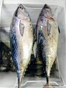 প্রোটিন জাতীয় খাবার । আমিষ খাবার 13 টুনা মাছ, Tuna Fish