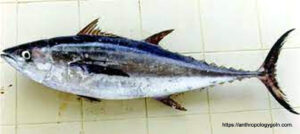 প্রোটিন জাতীয় খাবার । আমিষ খাবার 14 টুনা মাছ, Tuna Fish