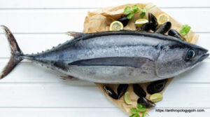প্রোটিন জাতীয় খাবার । আমিষ খাবার 15 টুনা মাছ, Tuna Fish
