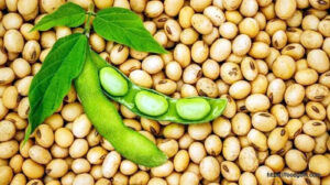 সয়াবিন