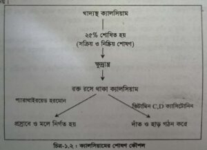 পুষ্টিতে ক্যালসিয়ামের ভূমিকা : ক্যালসিয়ামের প্রাণরাসায়নিক কাজ । The Role of Calsium In Nutrition: Biochemical Functions of Calsium 5 পুষ্টিতে ক্যালসিয়ামের ভূমিকা : ক্যালসিয়ামের প্রাণরাসায়নিক কাজ