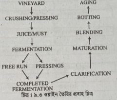 ওয়াইনের গাঁজন প্রক্রিয়া ব্যাখ্যা 4 ওয়াইনের গাঁজন প্রক্রিয়া