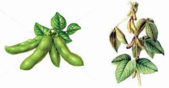 সয়া খাদ্যের পরিচিতি ও শ্রেণিবিন্যাস