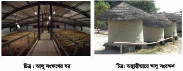 আলু সংরক্ষণ 2 আলু সংরক্ষণ
