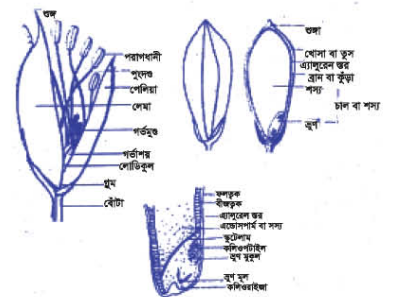 ধানের বিভিন্ন অংশ ও পুষ্টিমান 2 ধানের বিভিন্ন অংশ ও পুষ্টিমান