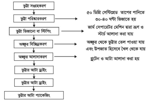 ভুট্টা মিলিং 4 ভুট্টা মিলিং