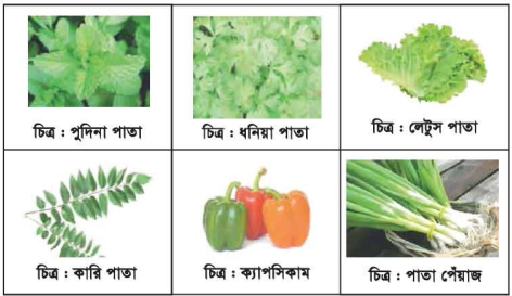 মশলার শ্রেণিবিভাগ ও পুষ্টিমান
