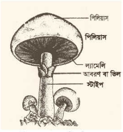 মাশরুমের সংরক্ষণ 4 মাশরুমের পরিচিতি