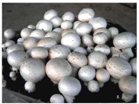 মাশরুমের সংরক্ষণ 3 মাশরুমের পরিচিতি