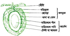 নারিকেলের (ডাব, ঝুনা, শাঁস, পানি) খাদ্য মূল্য 3 নারিকেলের (ডাব, ঝুনা, শাঁস, পানি) খাদ্য মূল্য