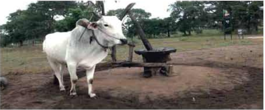 তেলবীজ ভাঙানো বা মিলিং 2 তেলবীজ ভাঙানো বা মিলিং