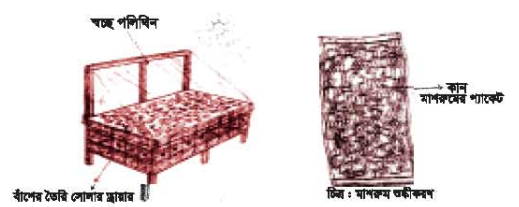 মাশরুম শুকানো পদ্ধতি অনুশীলন 7 মাশরুম শুকানো পদ্ধতি অনুশীলন