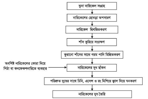নারিকেলের দুধ তৈরির অনুশীলন 4 নারিকেলের দুধ তৈরির অনুশীলন