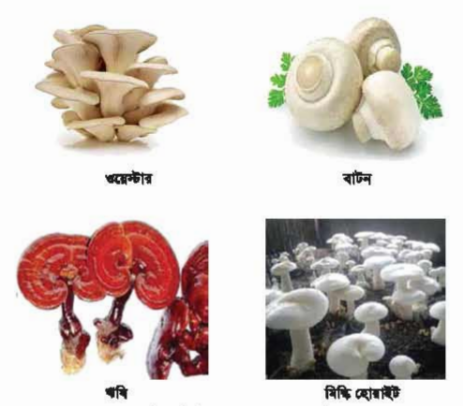 মাশরুমের বিভিন্ন অংশ ও জাতের পরিচিতি লাভ 4 মাশরুমের বিভিন্ন অংশ ও জাতের পরিচিতি লাভ