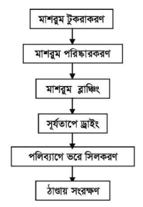 মাশরুম শুকানো পদ্ধতি অনুশীলন 6 মাশরুম শুকানো পদ্ধতি অনুশীলন